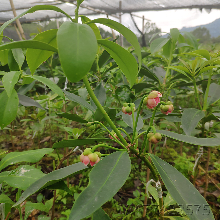 广西古龙镇矮化八角苗八角树苗高产大茴香嫁接苗产地直供