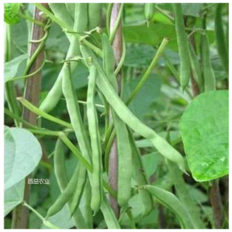 地芸豆种子 精选地豆王豆角种籽孑四季春秋无架豆角绿色芸豆种子早熟