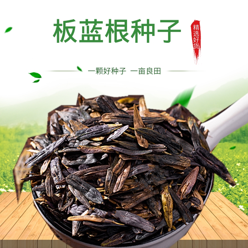 板蓝根种子 国产优质板蓝根籽板兰根种子中药材种植纯新货全国发货