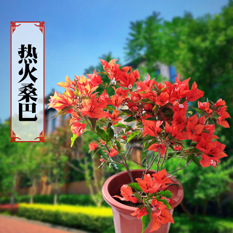 热火桑巴三角梅老桩阳台勤花品种带四季开花小苗庭院攀援美观绿植