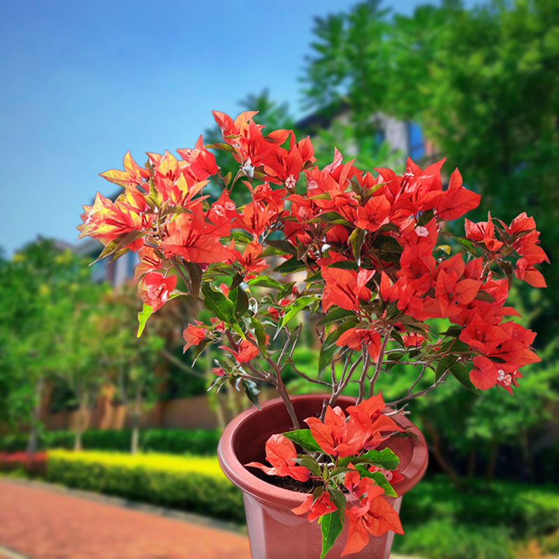 热火桑巴三角梅老桩阳台勤花品种带四季开花小苗庭院攀援美观绿植