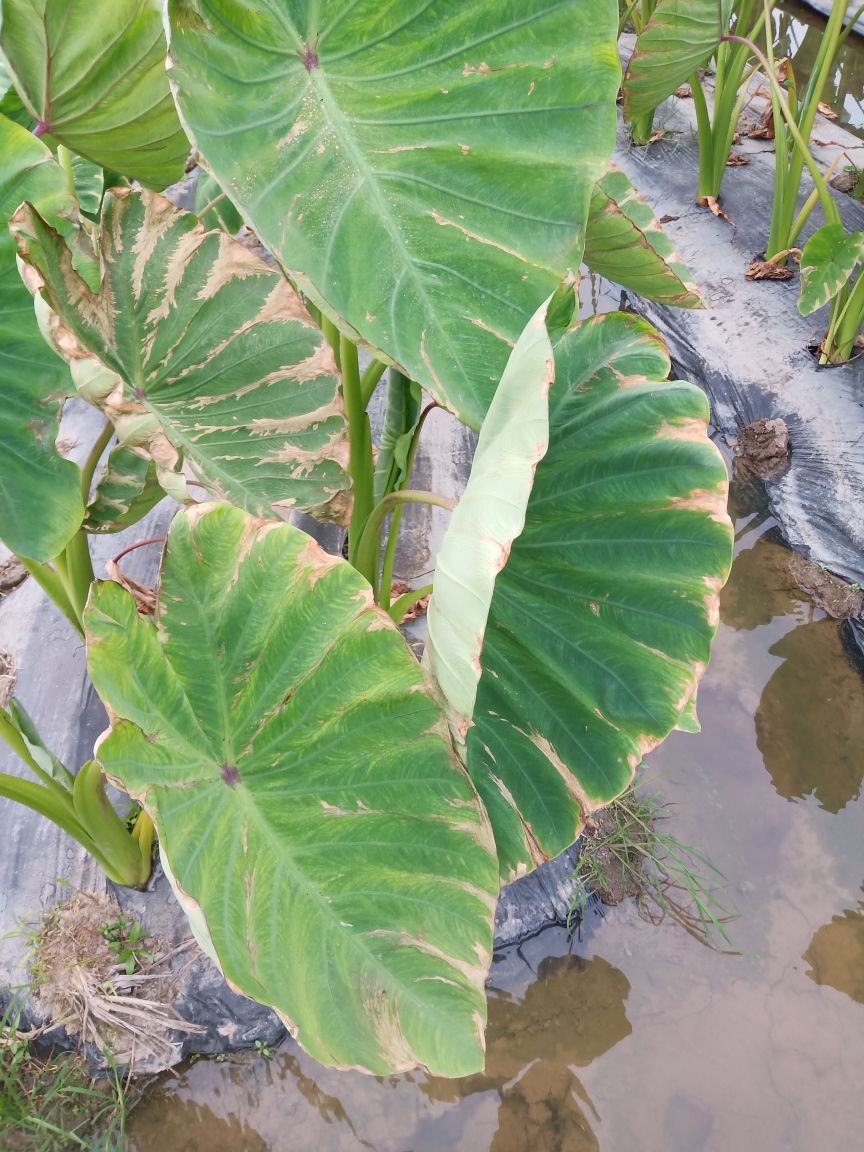 这是粉芋头我在广东湛江种植我不知道这是得了什么