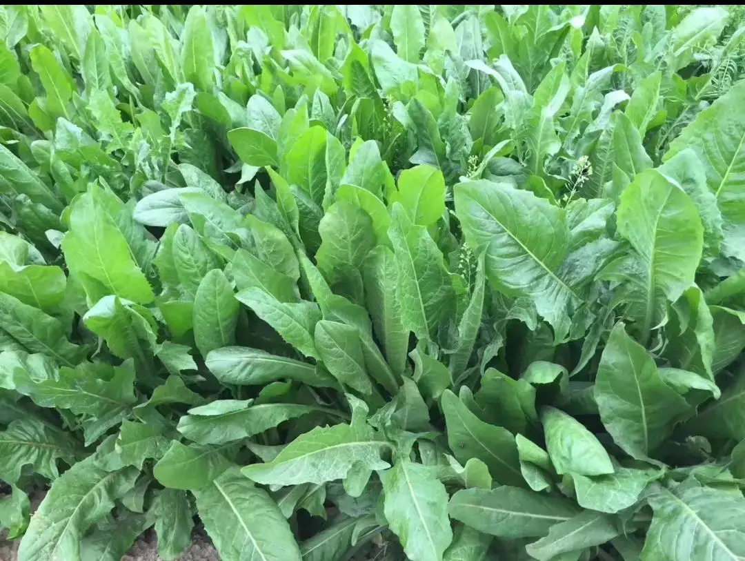菊苣种子是多年生牧草叶量丰富产量高鸡鸭鹅猪喜食