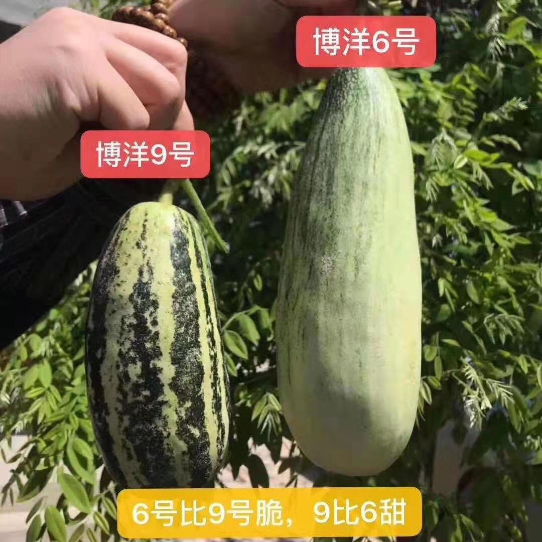 羊角蜜甜瓜 博洋61号羊角蜜博洋9号羊角蜜双拼果园直发一手货