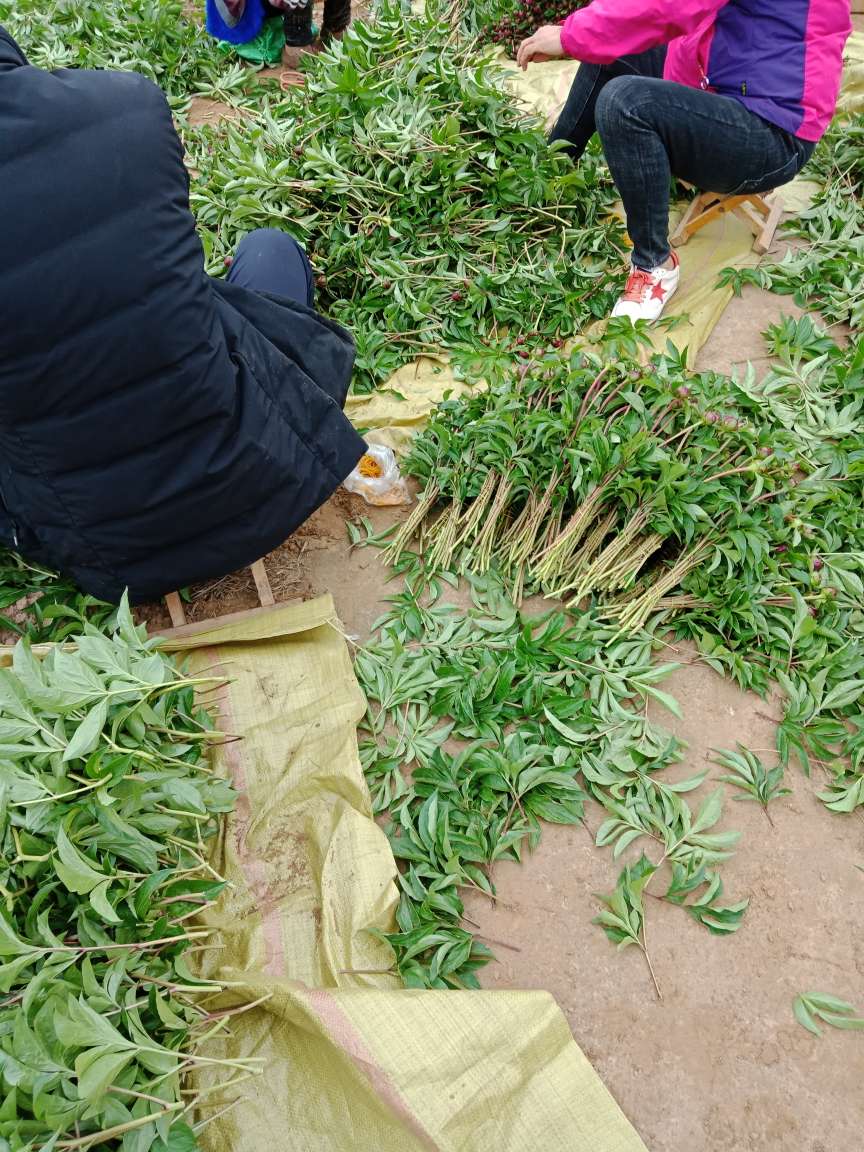 矮化美人蕉 美人蕉