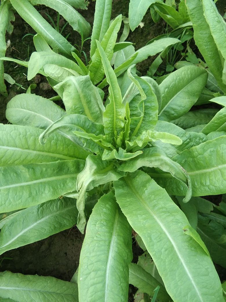 我种的油麦菜叶片卷边焦边还有嫩叶尖青枯