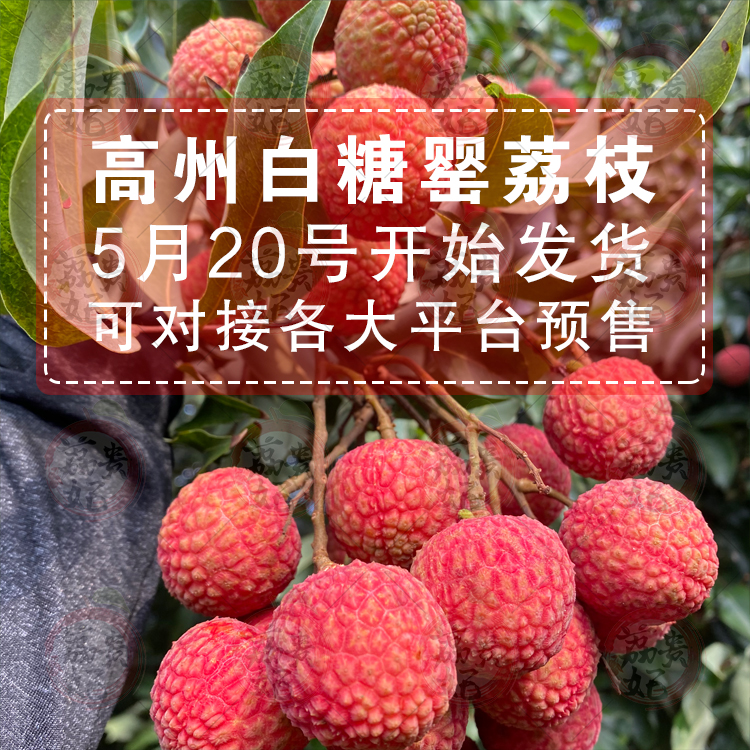 白糖罂荔枝 广东高州荔枝白糖罂新鲜现摘5/10斤整箱包邮当季水果