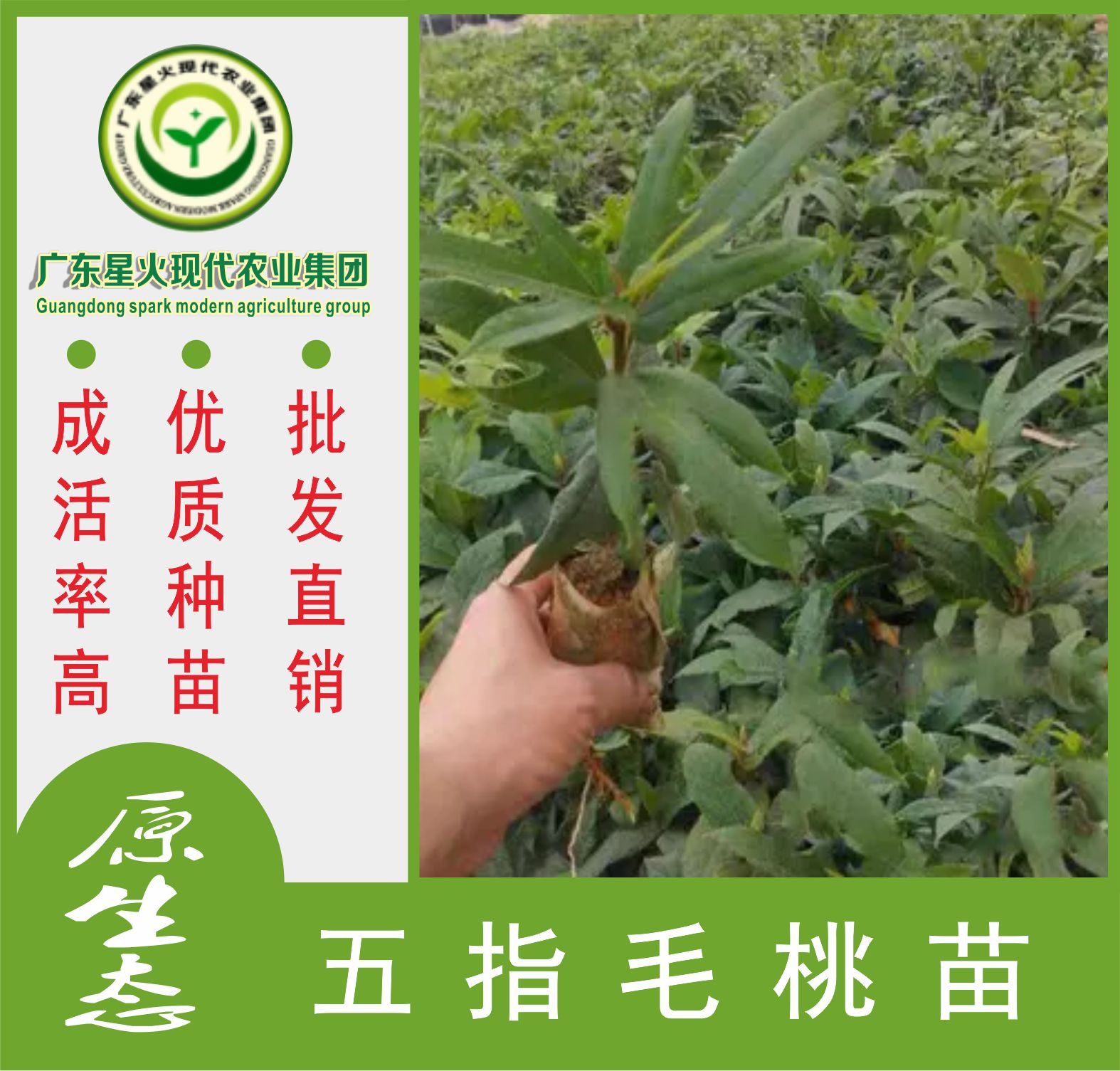 五指毛桃苗五指毛桃优质种苗种植基地批发直销