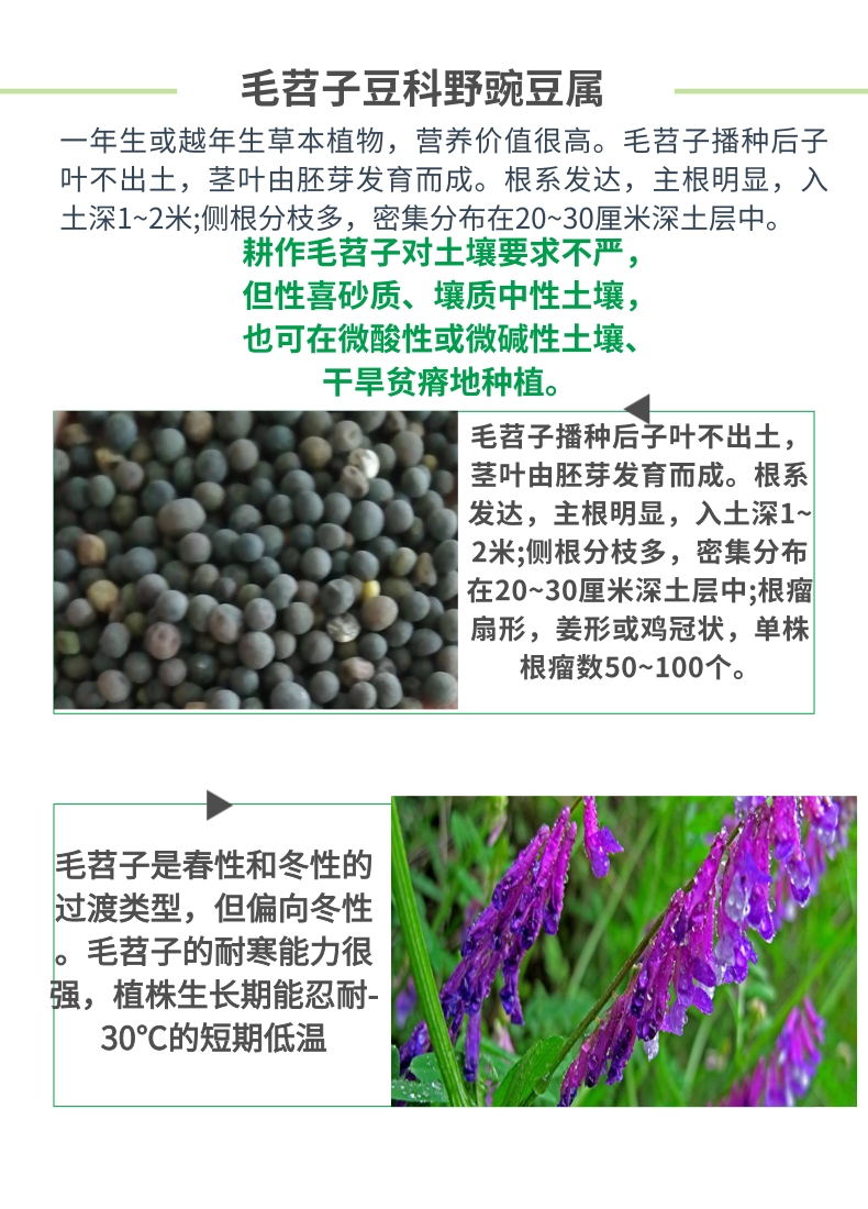 苕子种子 绿肥种子 毛叶苕子园林绿化固氮绿肥种子