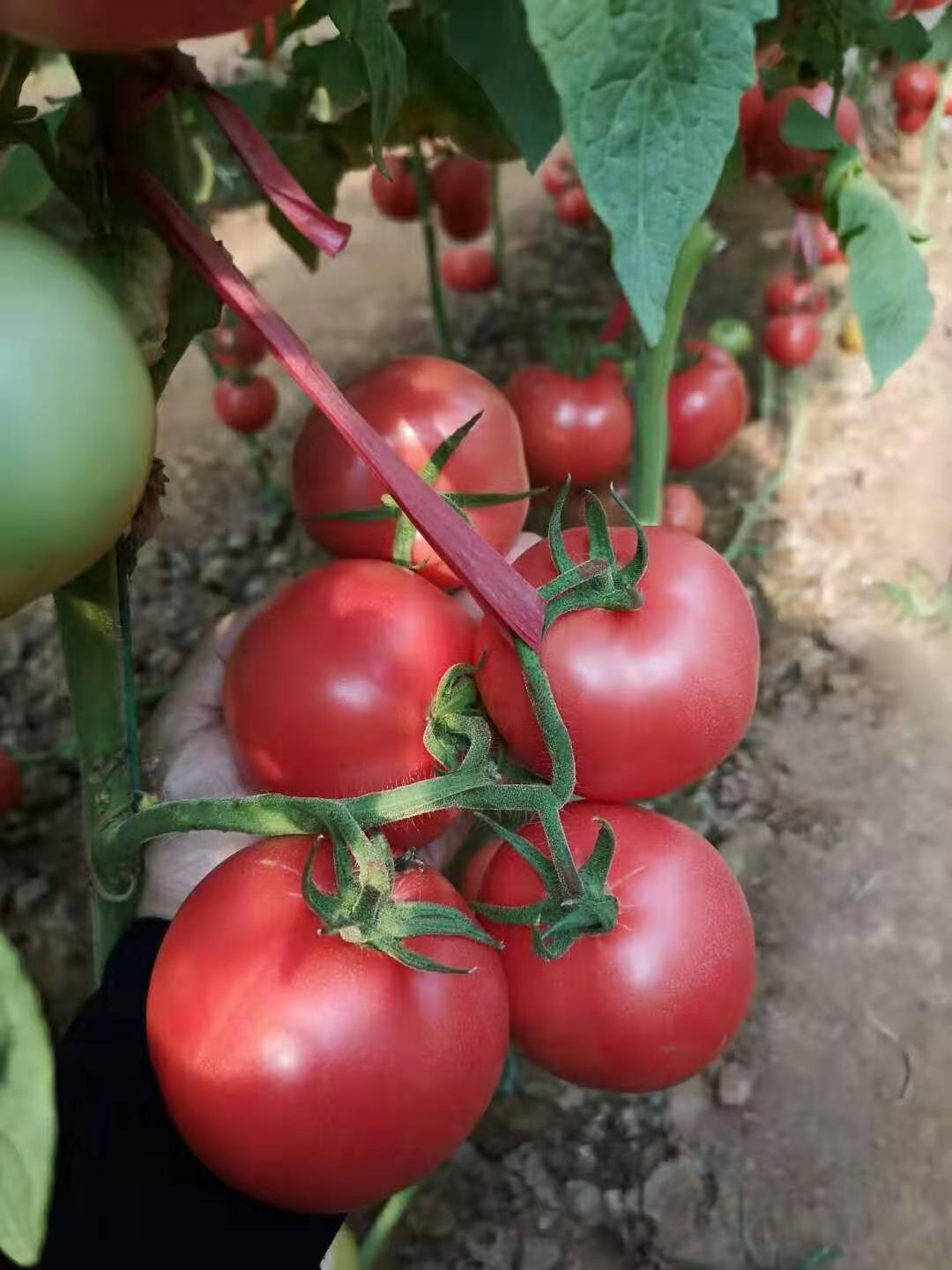 耐热西红柿苗 越夏大粉西红柿苗 抗病毒番茄苗