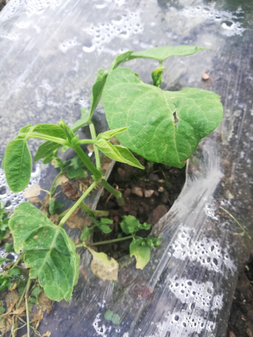 请问专家,四季豆得了什么病,要用什么药?