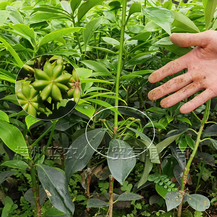 八角树 八角苗嫁接批发苗 古龙大红八角嫁接苗木量大优惠