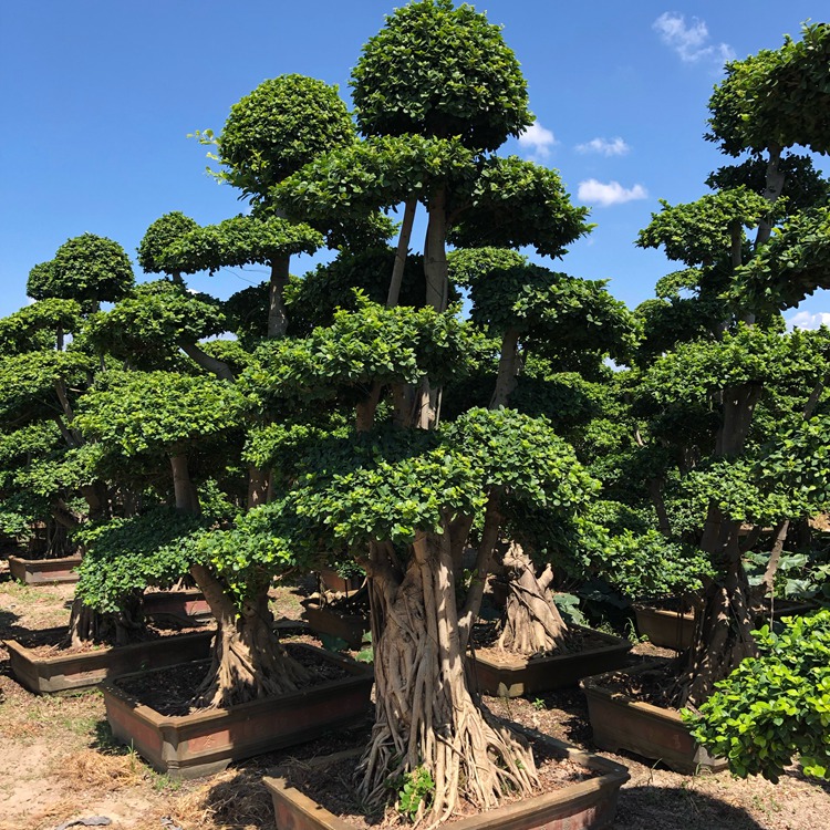 细叶榕价格小叶榕盆景造型榕树小叶榕桩景小叶榕桩头批发