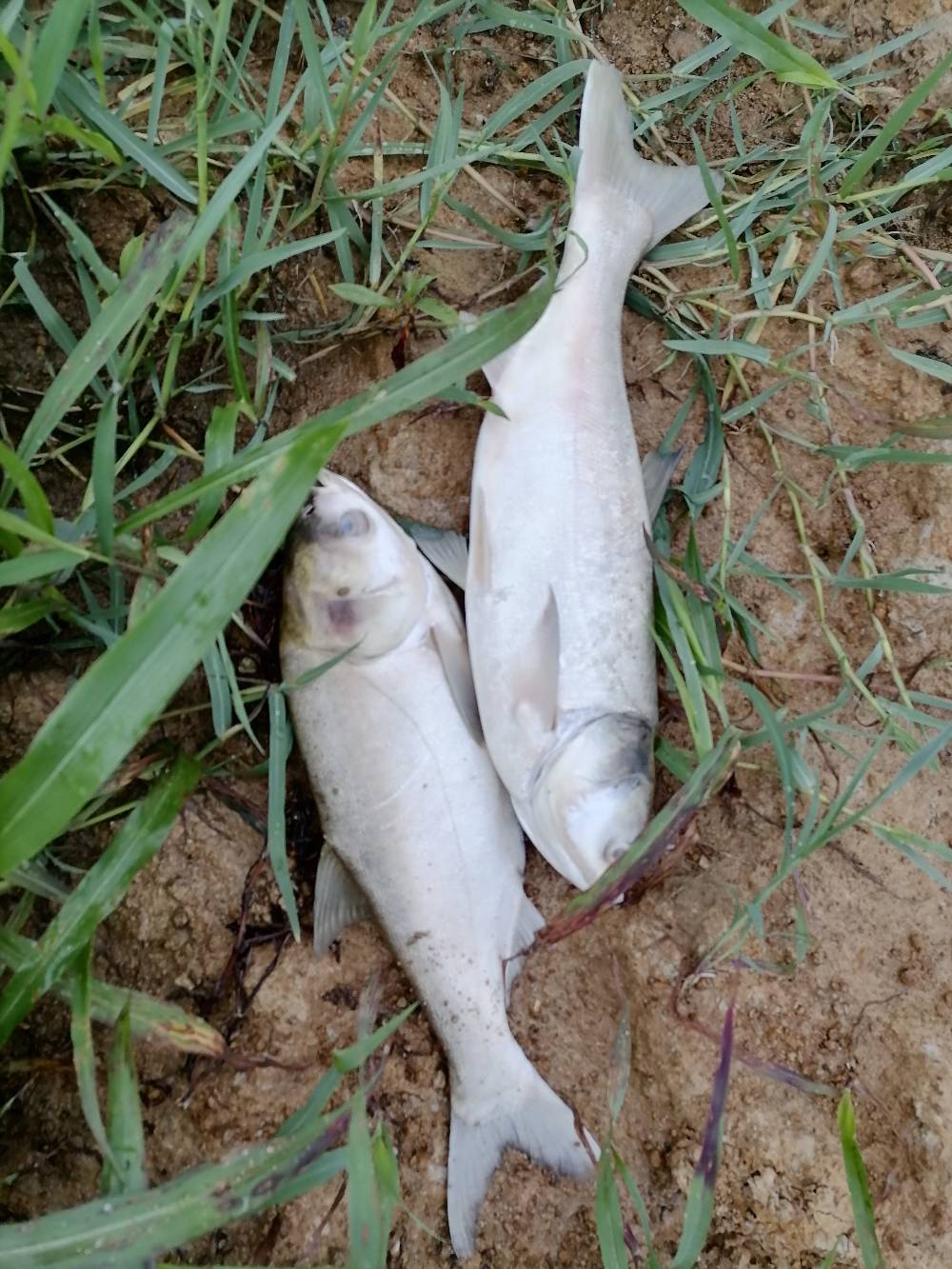请问专家我塘里别的鱼都好就白莲断断续续的死这是什么原因该怎么治