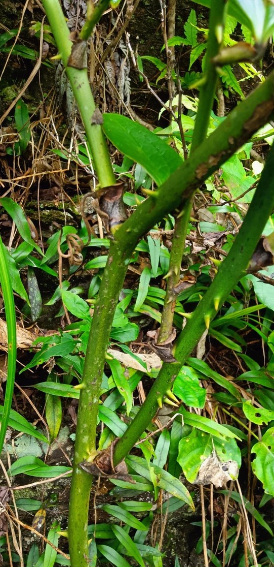 金刚藤,菝葜根