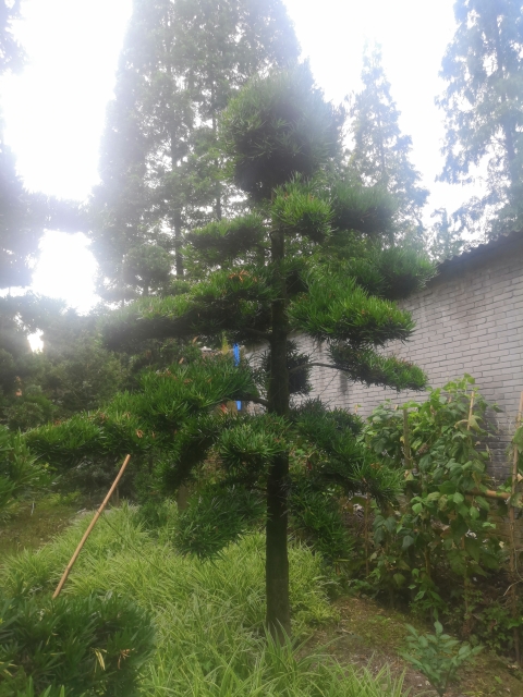 [罗汉松批发]罗汉松造型树销售/罗汉松批发价格6500元