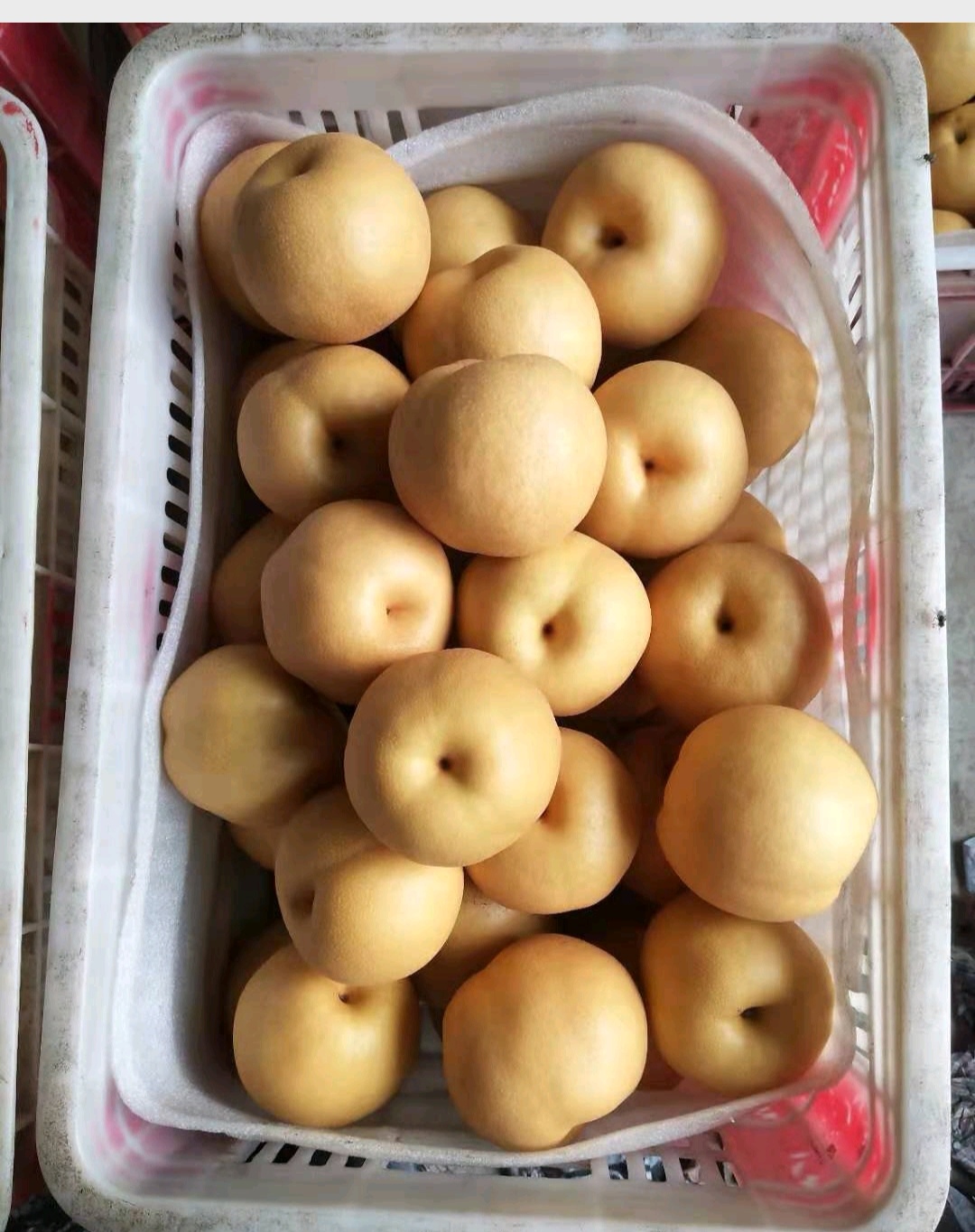 丰水梨,秋月梨