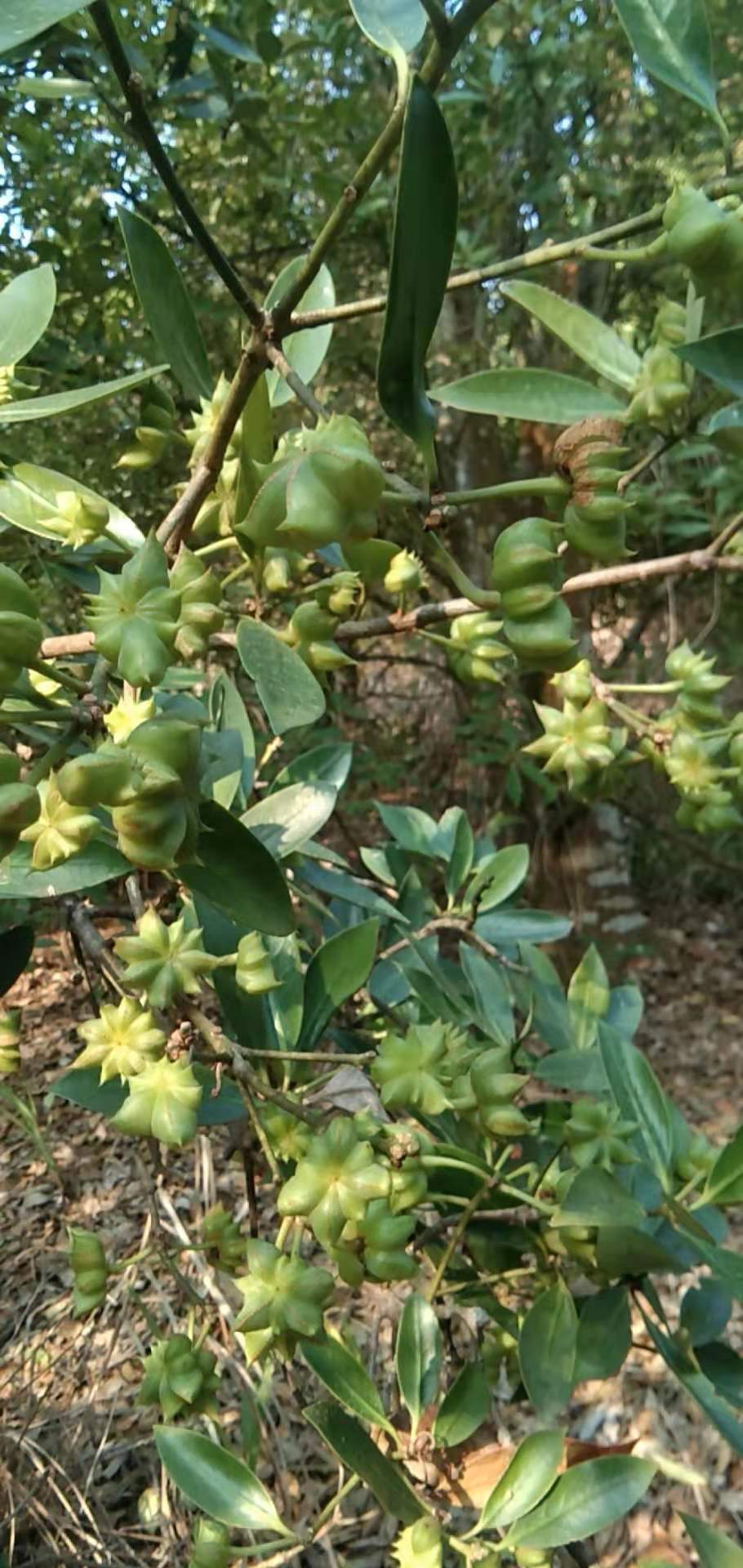 春花八角 新鲜八角生果