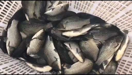 黑鲫鱼 长期大量低价批发成品鱼