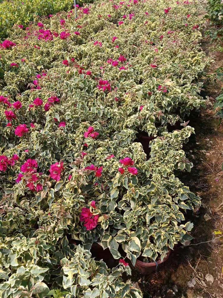 大红三角梅 花叶三角梅盆景 金叶三角梅盆苗 金边三角梅花卉盆栽