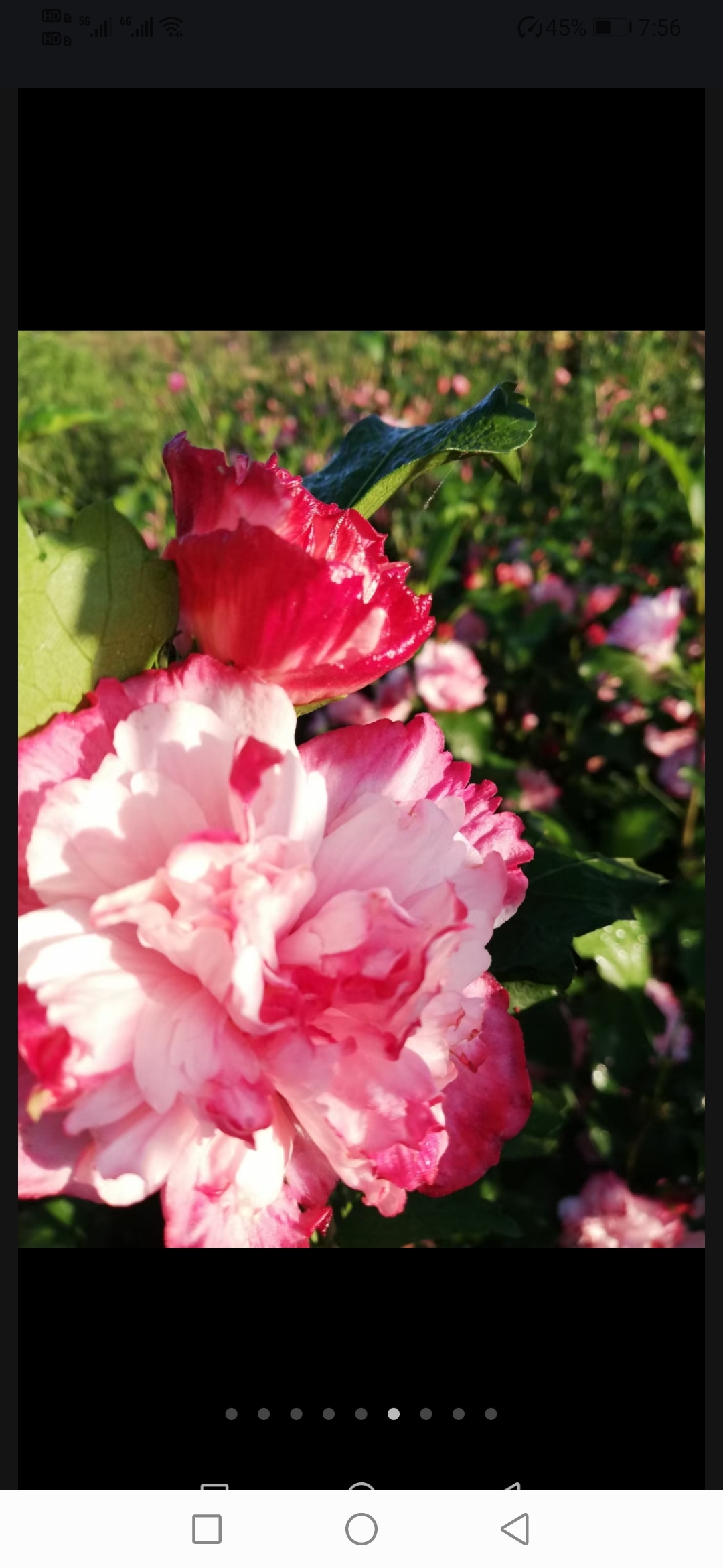 白花重瓣木槿 双颜色花重瓣木槿