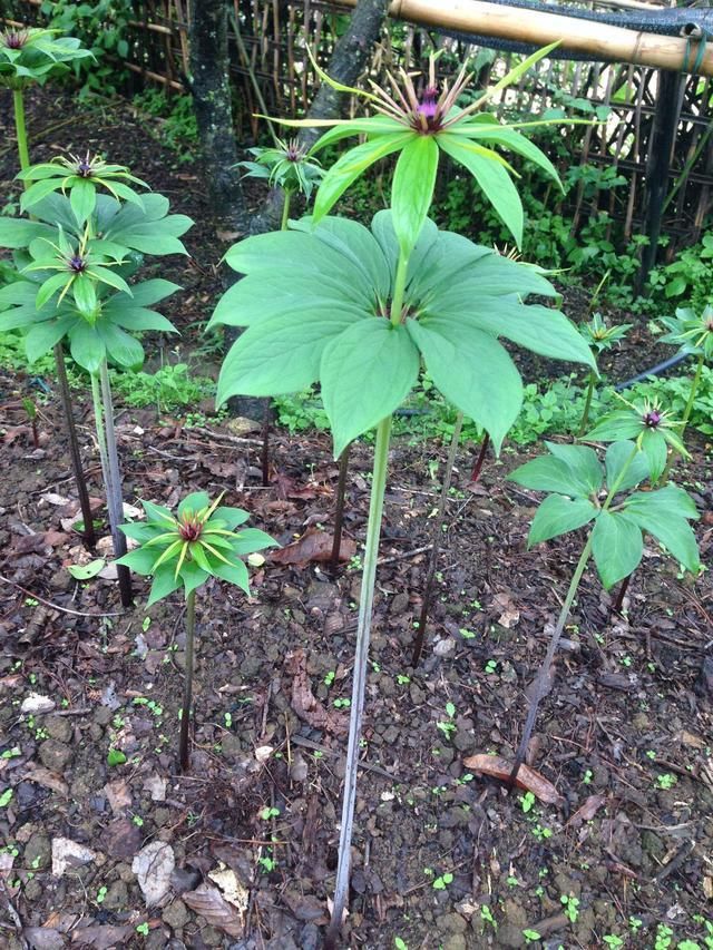 纯生重楼 七叶一枝花 名贵中药材,生的生的,懂的联系