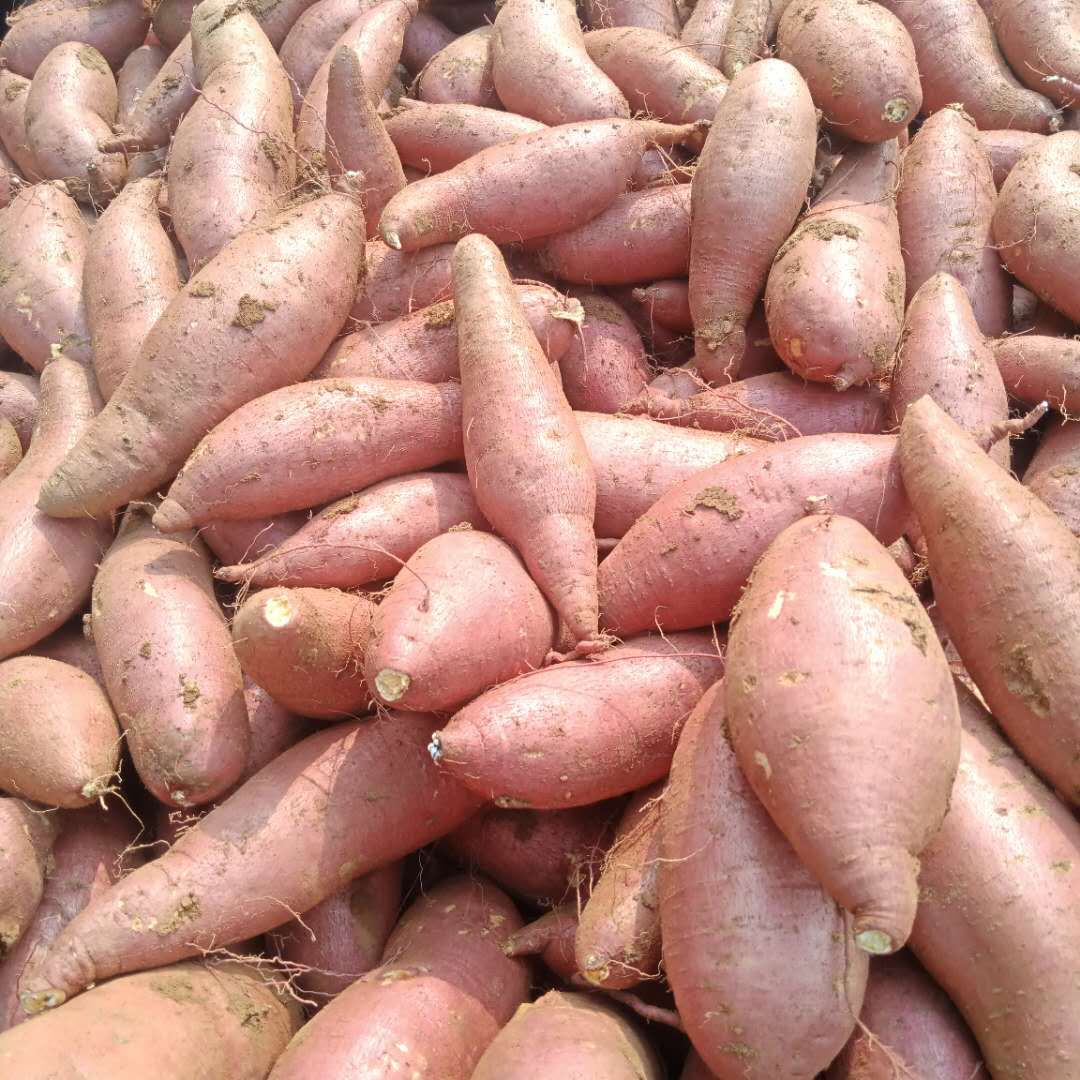 [济薯批发]精品窖存红薯大量供应济薯26紫罗兰支持1.