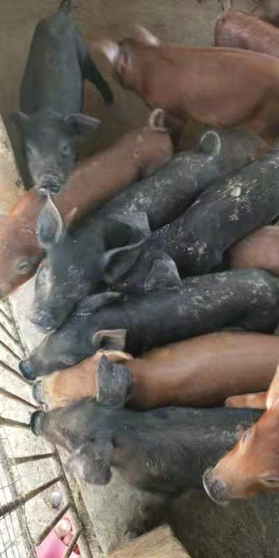 [杂交猪苗批发]杂交猪苗 海南本地红黑猪苗价格面议 - 惠农网
