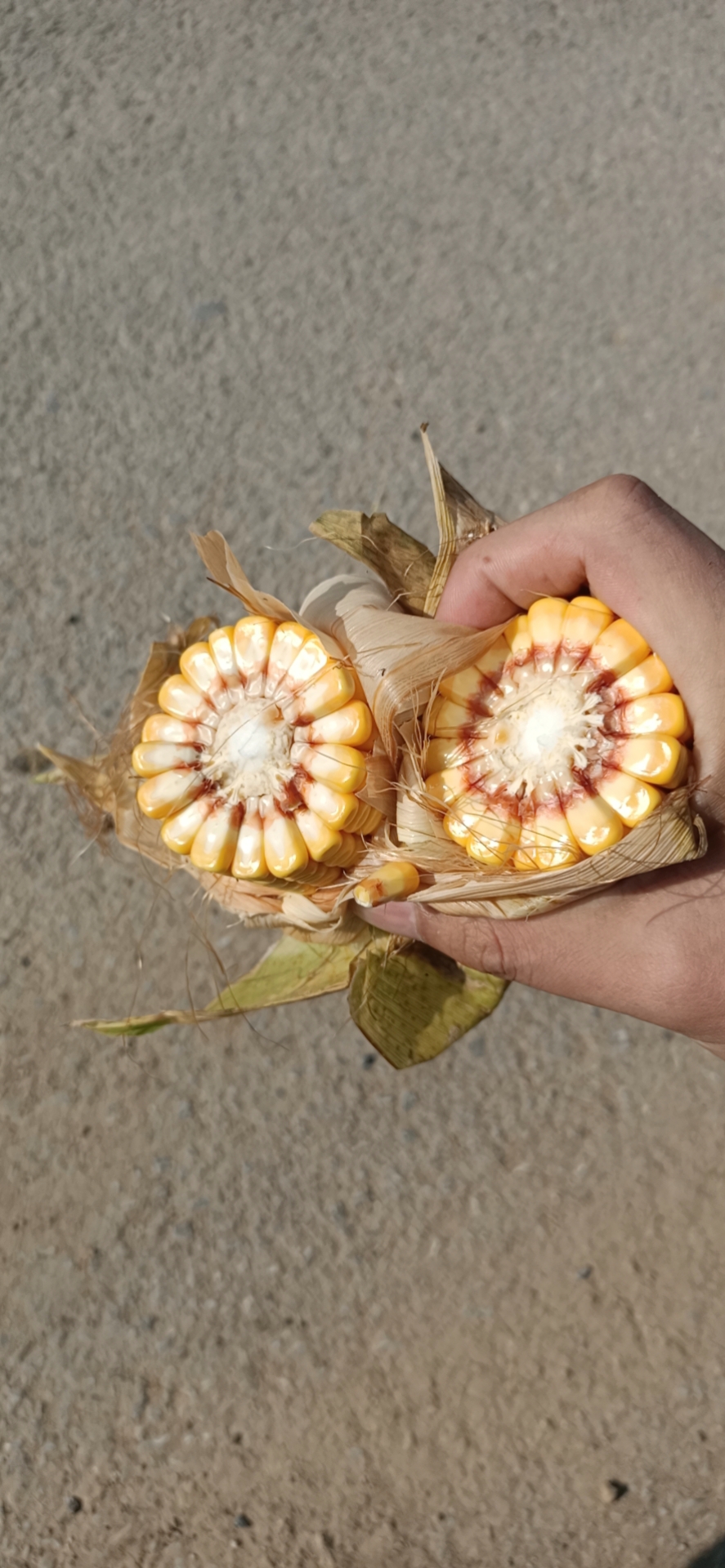[干玉米批发]干玉米 2021新玉米 玉米棒价格0.63元/斤