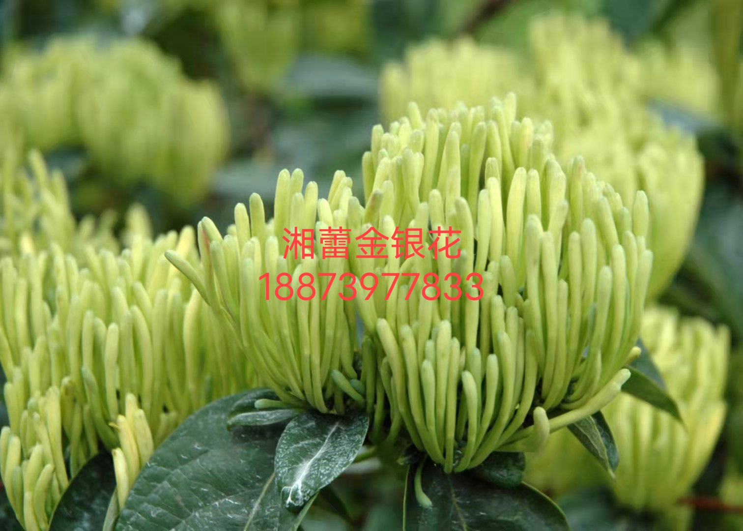 山银花苗 湘蕾金银花 产量高 易管理 省人工 适应性强 产地直供