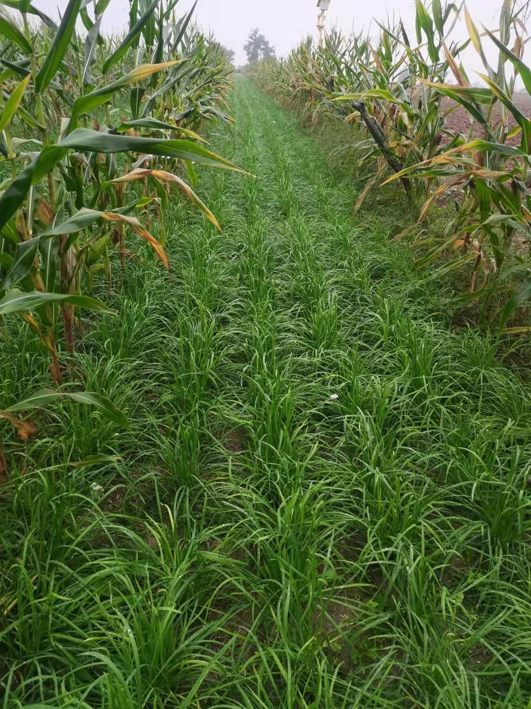 陕西扶风县大叶韭菜 头茬