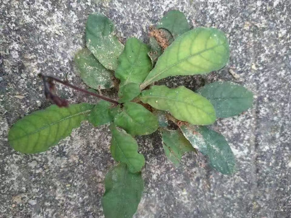 地胆草 白花地胆头全草鲜货袋装