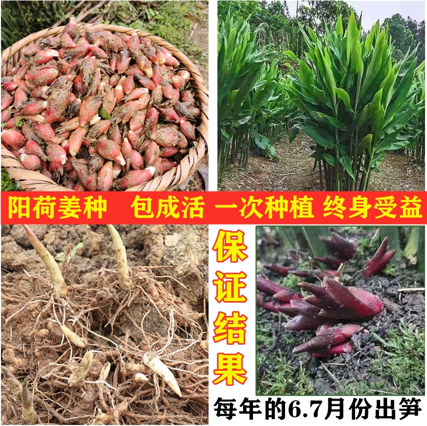 贵州正安县阳荷种苗 阳荷姜种苗阳荷姜种根洋荷姜种苗洋河种苗阳荷种