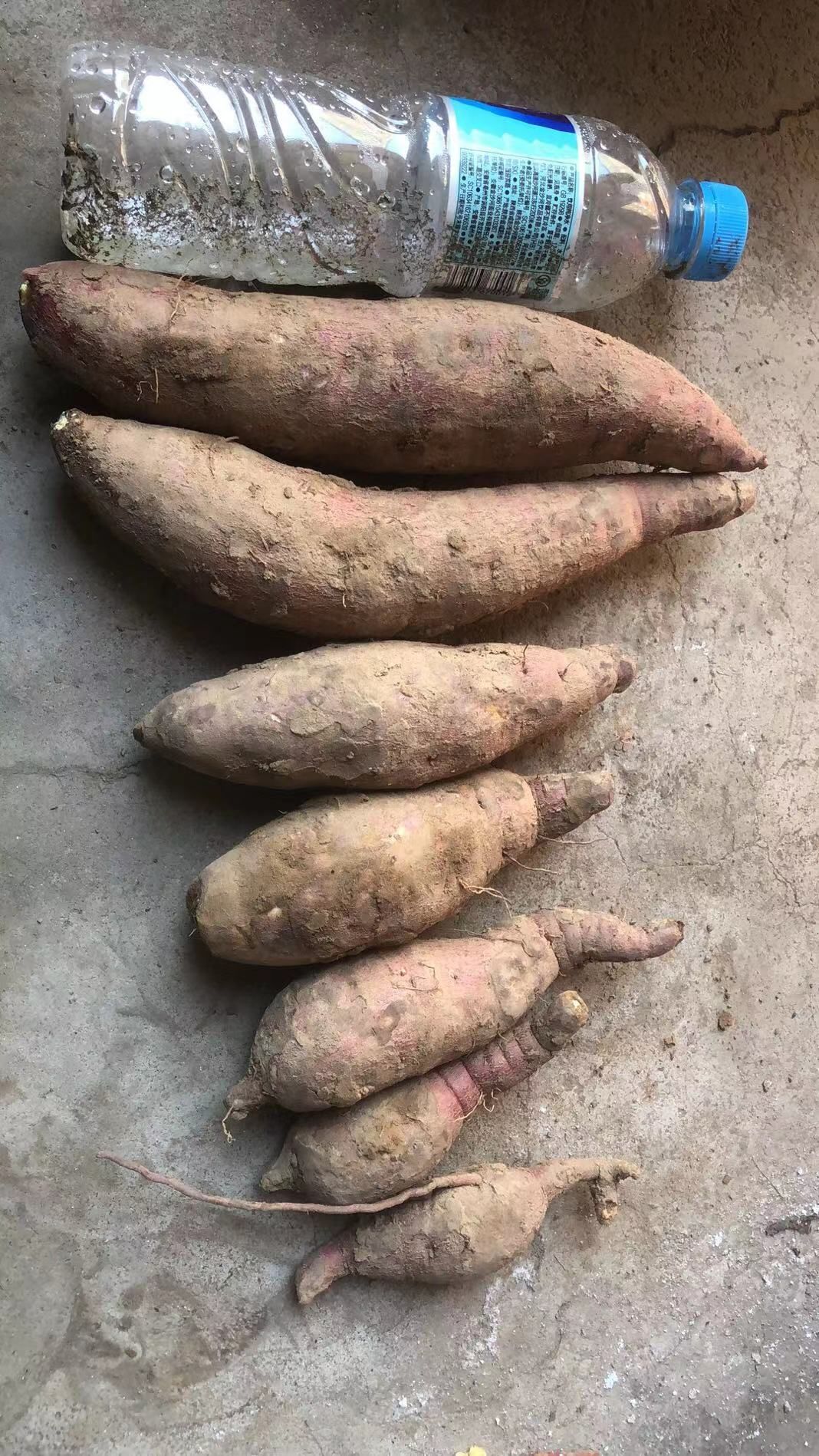 [济薯批发]红薯济薯26质量很高价格0.9元/斤 - 惠农网