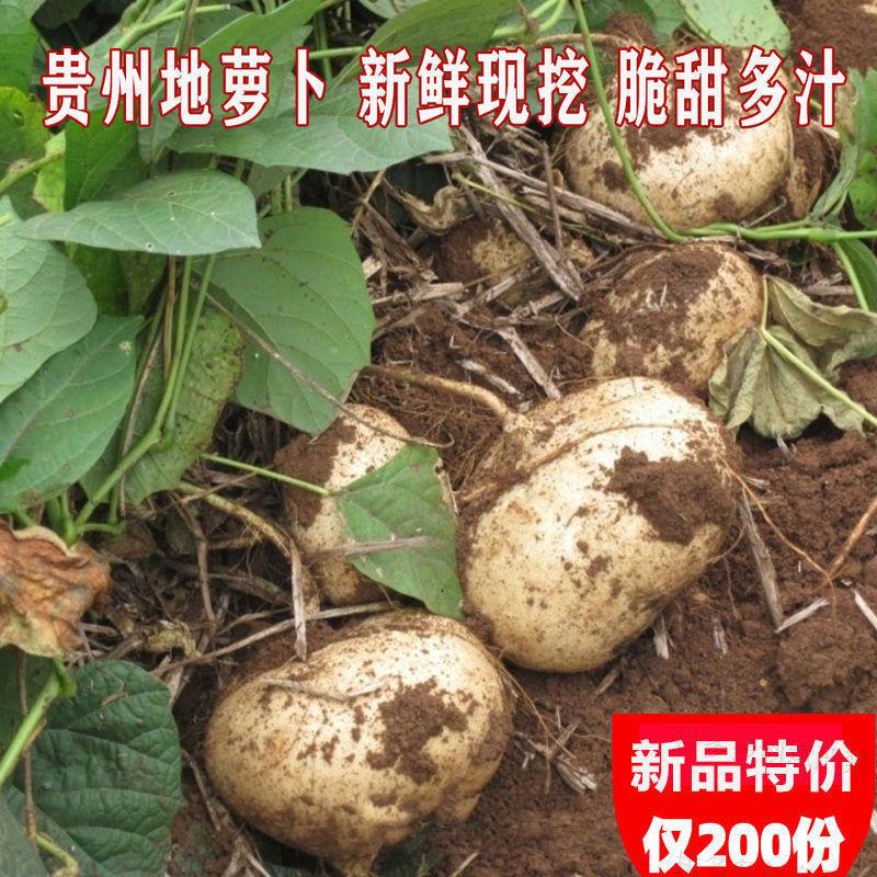 贵州六盘水凉薯地萝卜地瓜土瓜贵州地萝卜电商一件代发