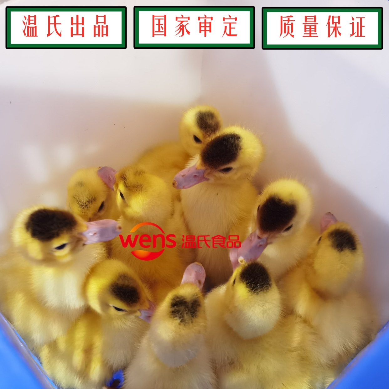 番鸭苗 供应"温氏白羽番鸭1号"父母代种鸭苗
