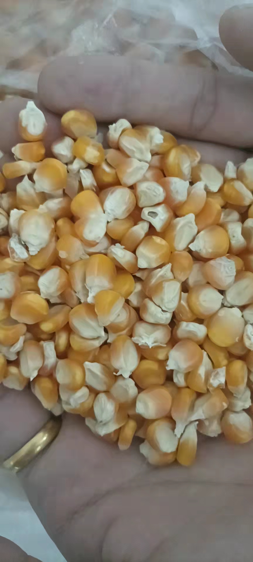 [干玉米批发]干玉米 玉米批发,量大价格3100元/吨
