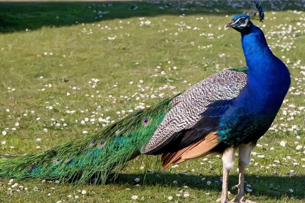 蓝孔雀为半草食性非保护动物,集食用,观赏,保健为一体,可以商品化饲养