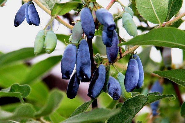 蓝靛果价格多少钱一斤?和蓝莓的区别在哪?(附种植前景和技术)