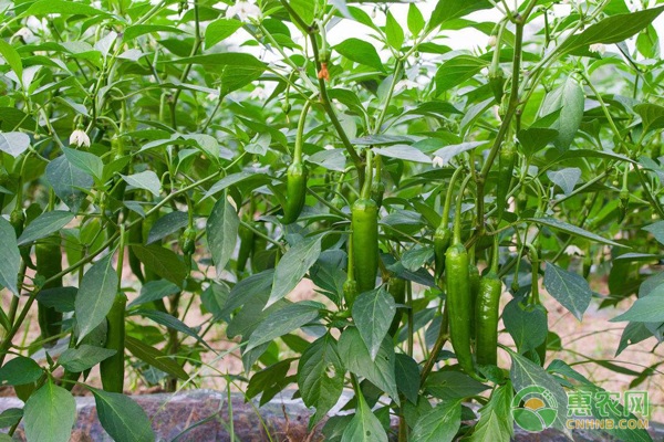 农技学堂  种植 青椒播种育苗方法及管理要点