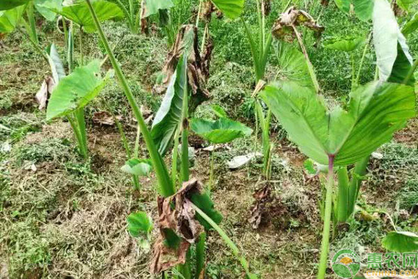 芋头软腐病病毒病芋螨的防治方法