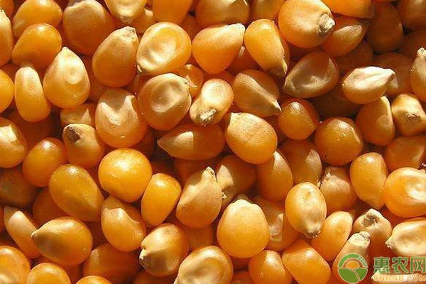 影响玉米种子价格的因素有哪些?