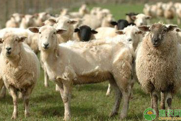 羊疥癣病发病症状及防治方法