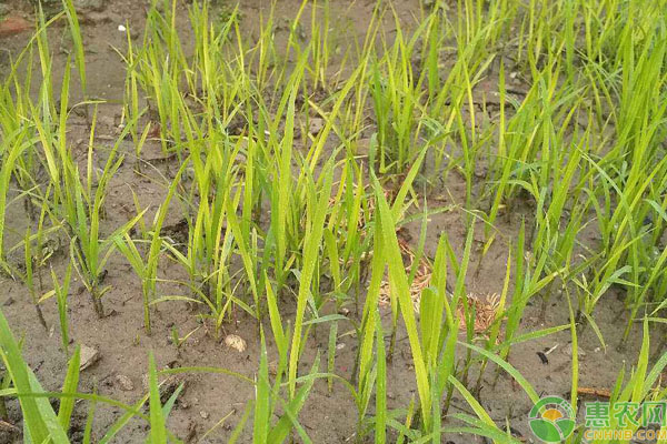 如水稻绵腐病每亩采用25%甲霜灵可湿性粉1000倍液或65%敌克松可湿性