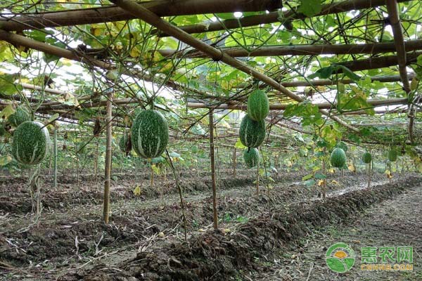 金丝绞瓜的种植要点