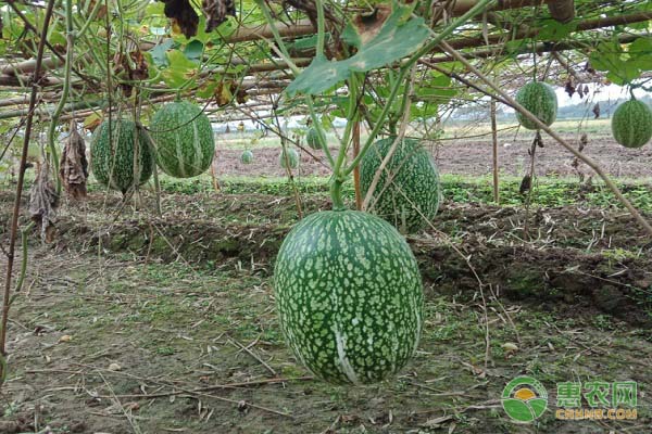 金丝绞瓜种植和管理方法有哪些?