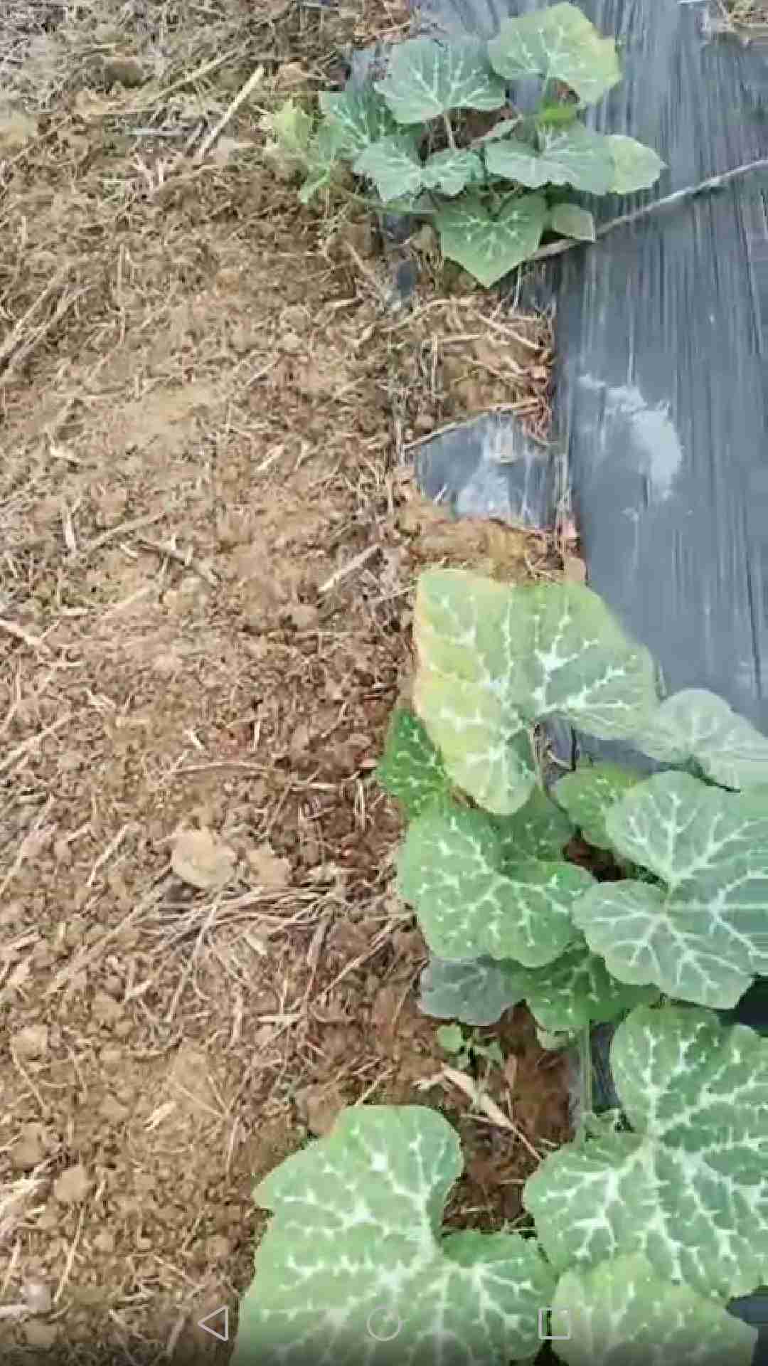 南瓜苗僵着不长,叶片小,藤蔓细又不长长是什么原因?