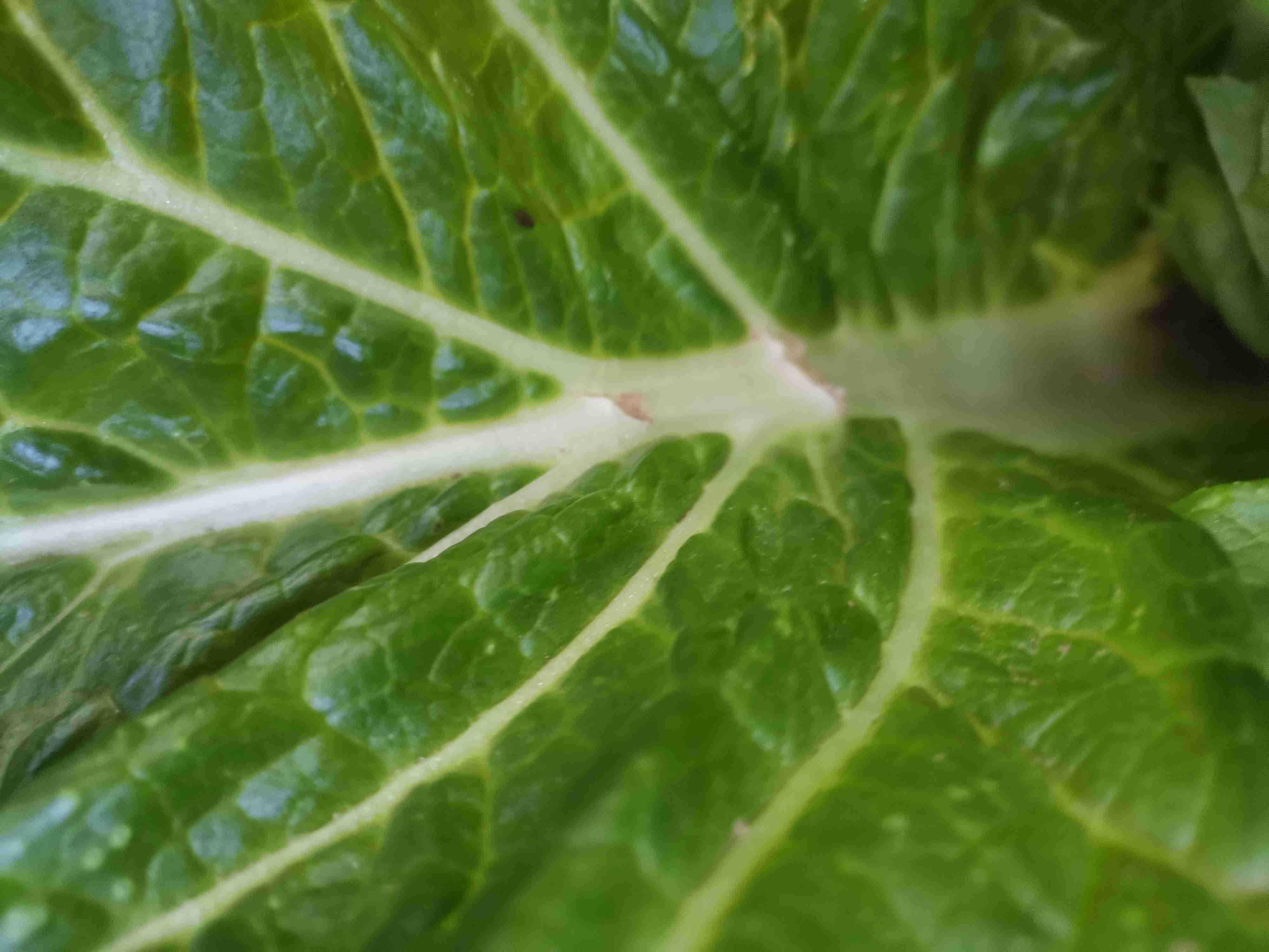 秋季大白菜种植苗期高产管理