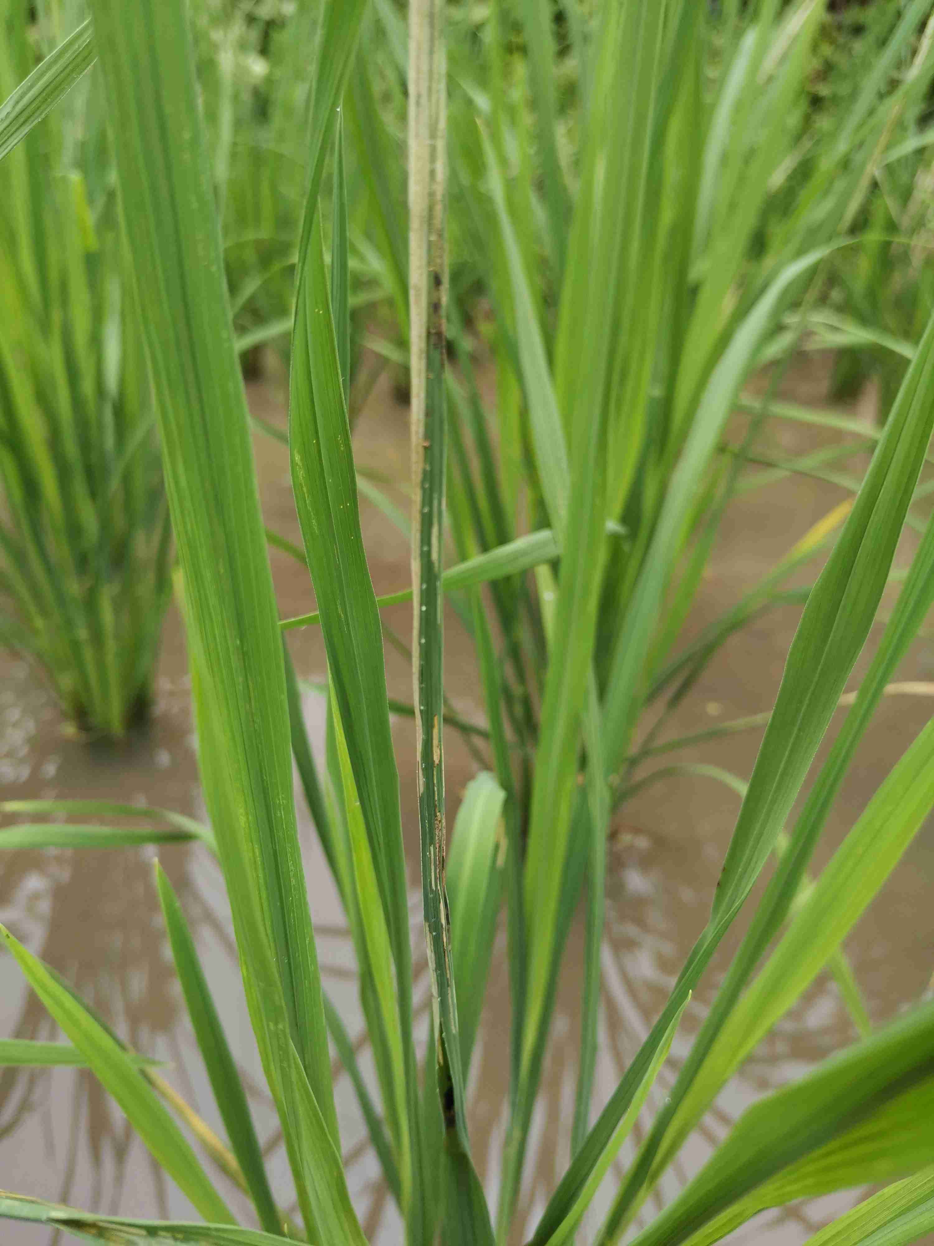 请问水稻卷叶虫已经将稻叶吃白了,但里面还有虫.还需不需要打药?