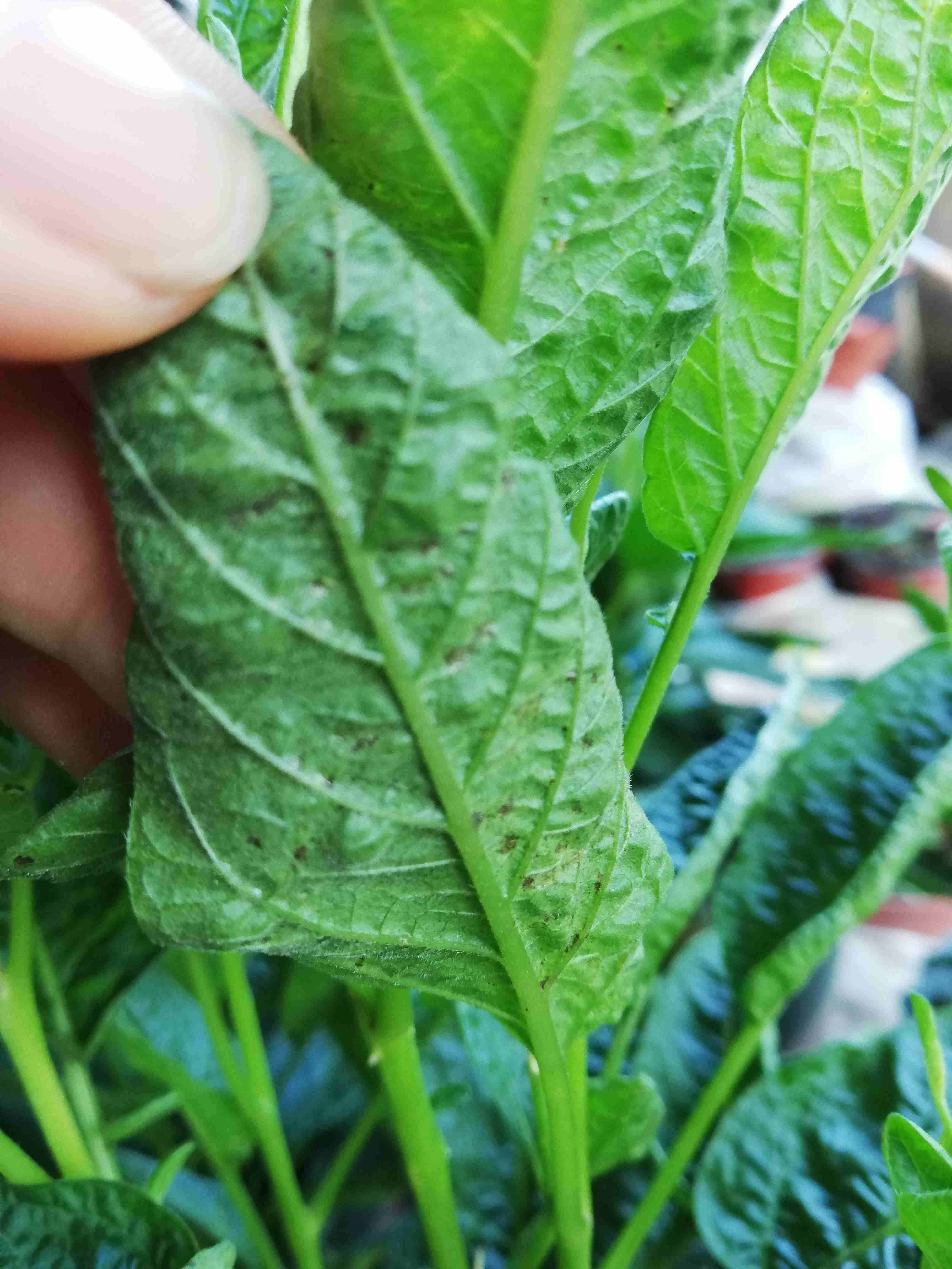 下雨过后百香果的叶子出现黑斑,需要喷什么农药